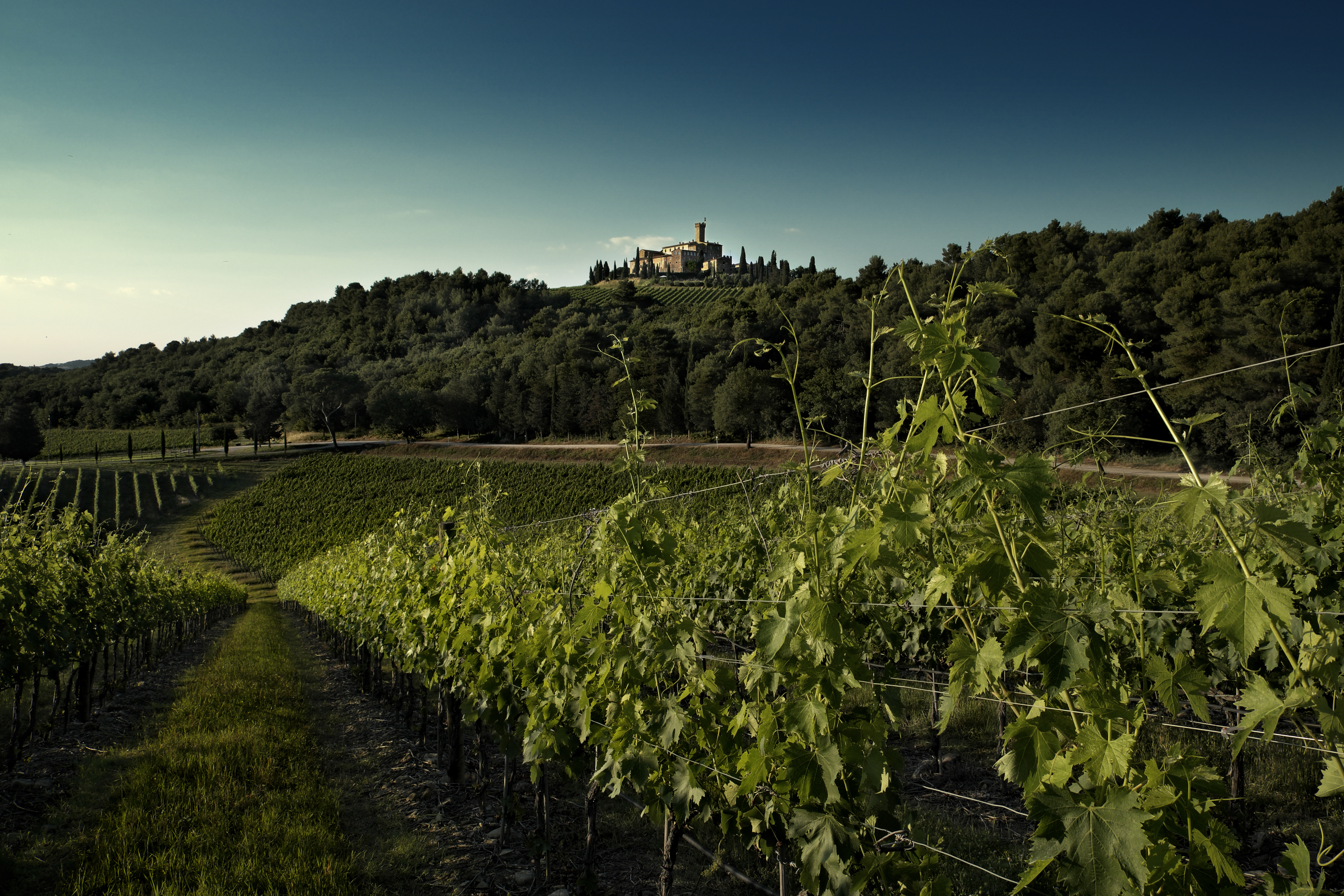 castello banfi